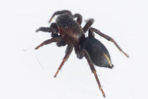 Phlegra fasciata